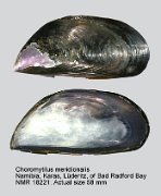 Choromytilus meridionalis